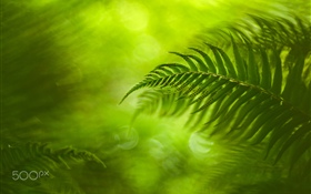 Feuilles de fougère verte, nature HD Fonds d'écran