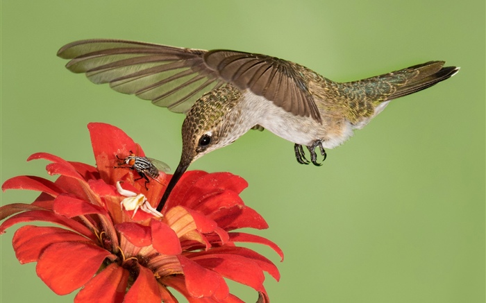 Vol de colibri, ailes, fleurs rouges Fonds d'écran, image