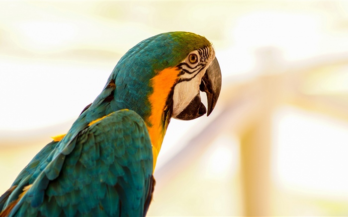 Perroquet, oiseau Fonds d'écran, image