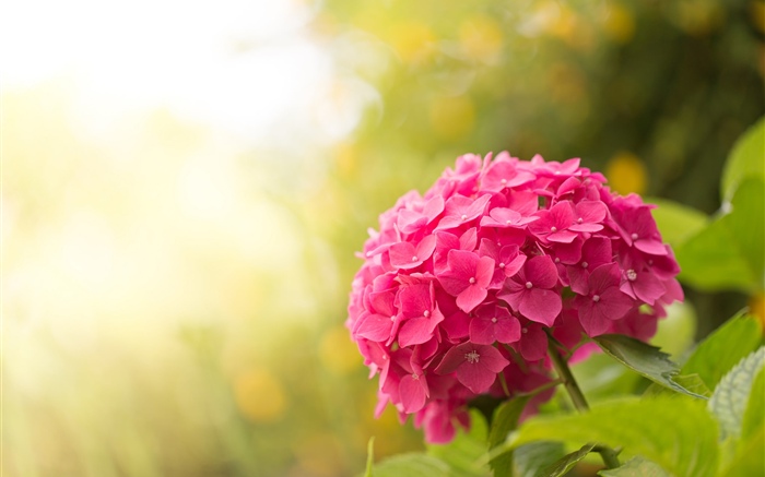 Hortensia rose, fleurs, reflets Fonds d'écran, image