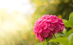 Hortensia rose, fleurs, reflets HD Fonds d'écran