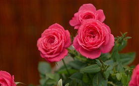 Roses roses, fleurs HD Fonds d'écran