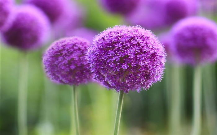Fleurs violettes, balle, bokeh Fonds d'écran, image
