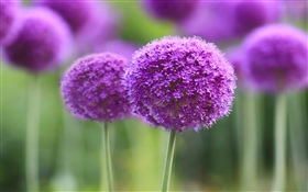 Fleurs violettes, balle, bokeh HD Fonds d'écran