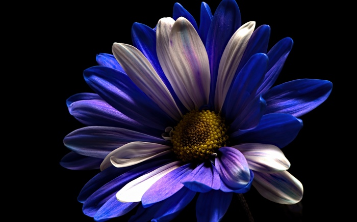 Fleur de pétales blanc pourpre, fond noir Fonds d'écran, image