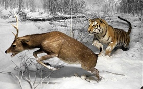 Cerf de chasse au tigre HD Fonds d'écran