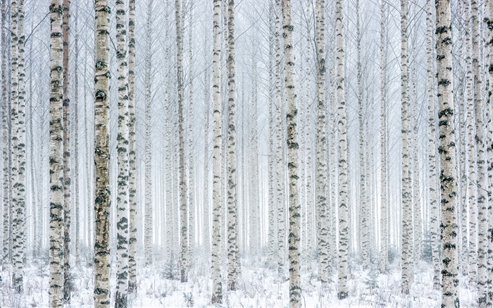 Arbres, bouleau, forêt, neige, hiver Fonds d'écran, image