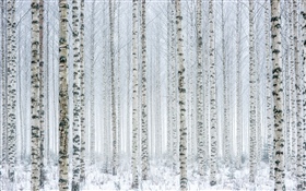 Arbres, bouleau, forêt, neige, hiver HD Fonds d'écran