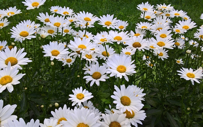 Fleurs de camomille blanche, jardin Fonds d'écran, image