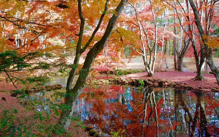 Arbres, étang, parc, automne Fonds d'écran, image