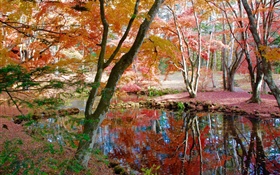 Arbres, étang, parc, automne HD Fonds d'écran