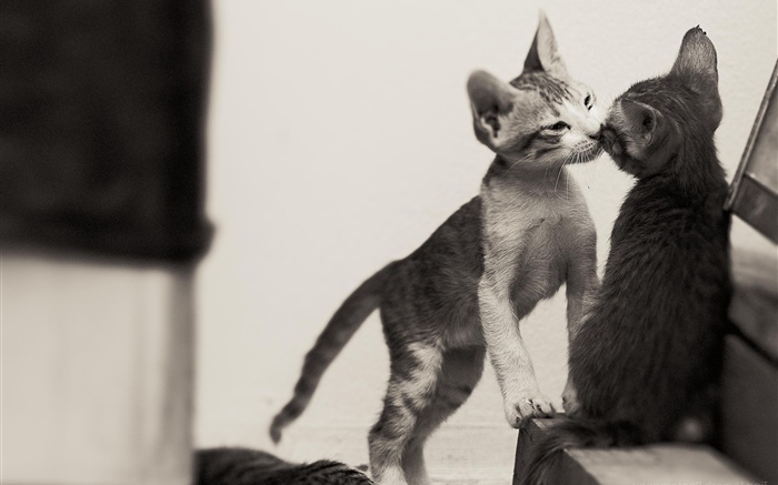 Deux chatons mignons Fonds d'écran, image