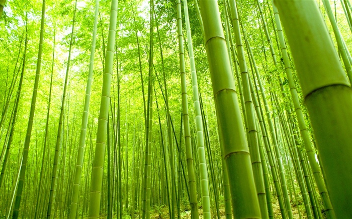 Forêt de bambou, vert, été Fonds d'écran, image