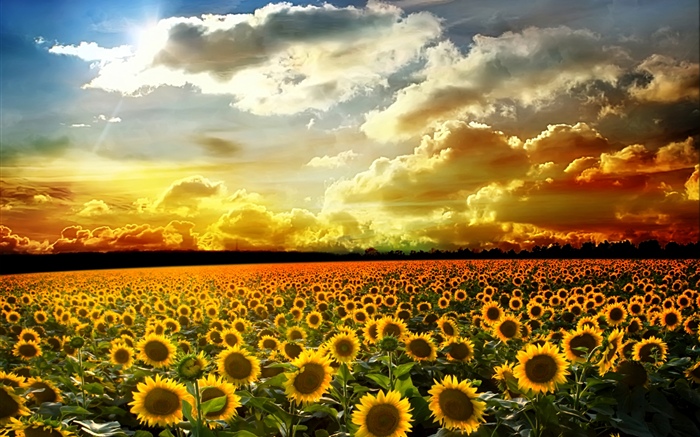 Beaux tournesols, été, soleil, nuages Fonds d'écran, image
