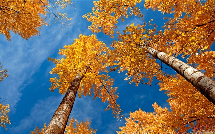 Bouleau, arbres, ciel bleu, automne Fonds d'écran, image