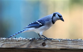 Oiseau de plume bleue