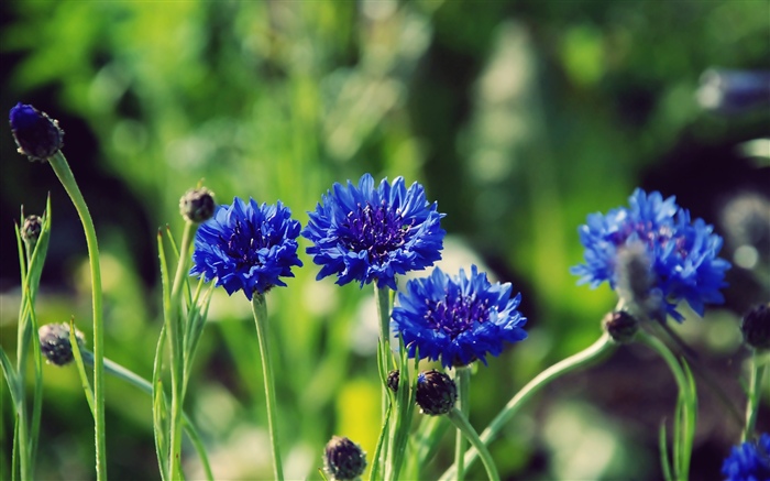 Fleurs bleues, fond vert Fonds d'écran, image