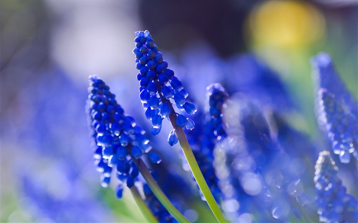 Fleurs bleues, brumeuses Fonds d'écran, image