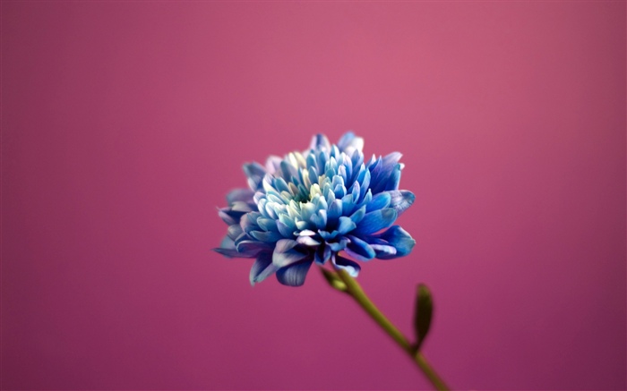 Fleur de pétales bleus, fond rose Fonds d'écran, image