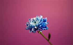 Fleur de pétales bleus, fond rose HD Fonds d'écran