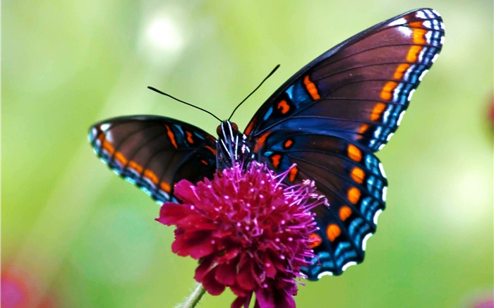 Papillon, fleur rose Fonds d'écran, image