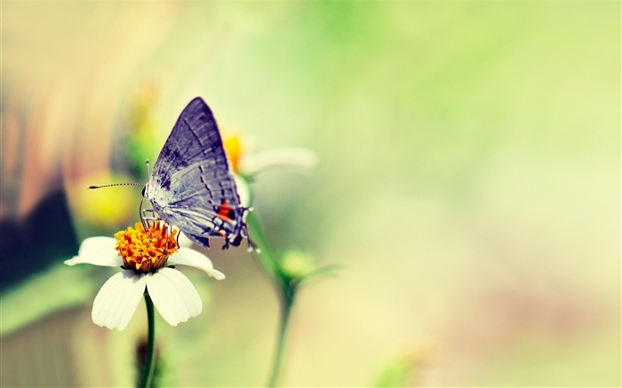 Papillon, fleur blanche, brumeux Fonds d'écran, image