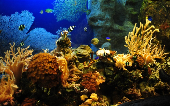 Poisson clown, poisson, corail Fonds d'écran, image