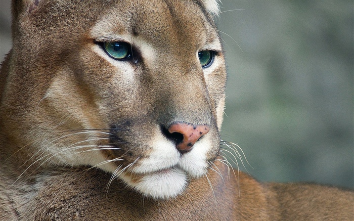 Puma, faune, visage Fonds d'écran, image