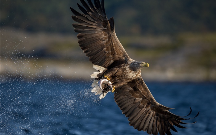 Aigle attraper des poissons, des ailes, un lac Fonds d'écran, image