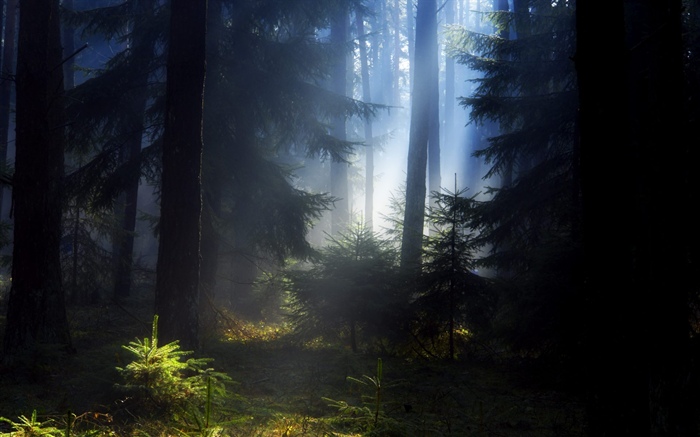 Forêt, arbres, brouillard, matin Fonds d'écran, image