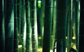 Bambou vert, tige