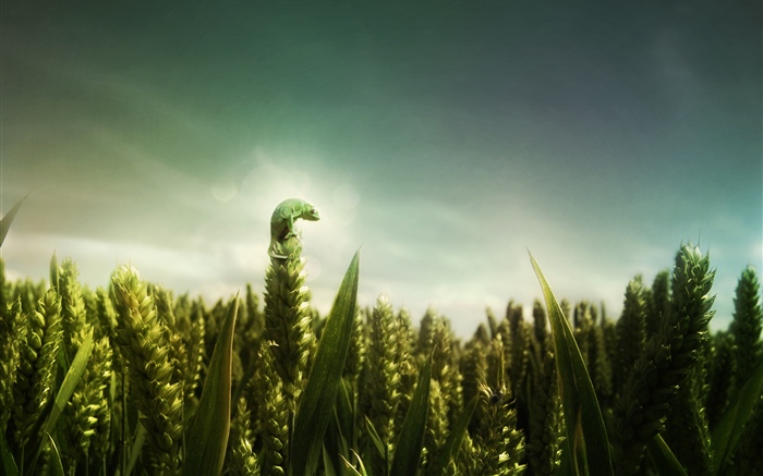 Lézard vert, champ de blé Fonds d'écran, image