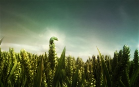 Lézard vert, champ de blé HD Fonds d'écran