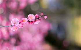 Fleurs d'abricot rose HD Fonds d'écran