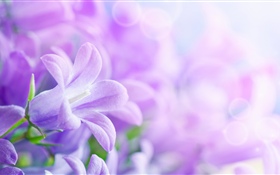 Fleurs violettes, printemps, brumeuses