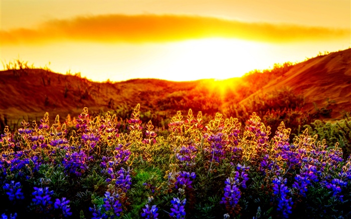 Fleurs violettes, coucher de soleil Fonds d'écran, image
