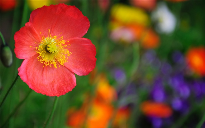 Fleur de pavot rouge, pétales Fonds d'écran, image