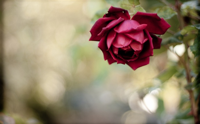 Rose rouge, pétales, brumeux Fonds d'écran, image