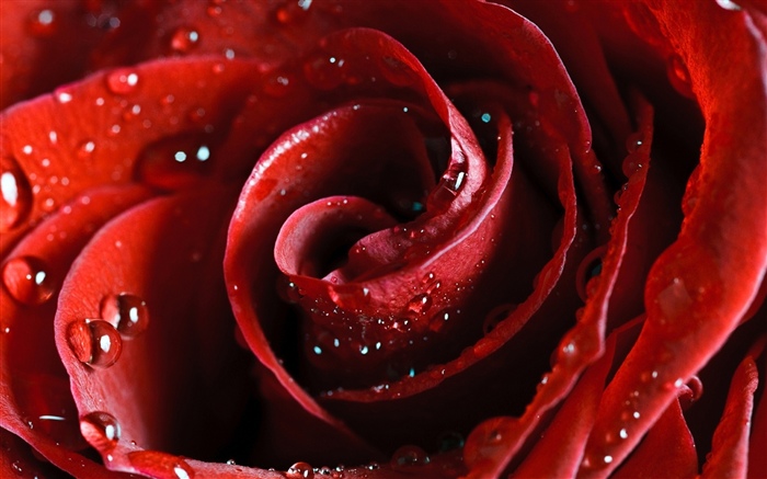 Rose rouge, pétales, gouttelettes d'eau Fonds d'écran, image