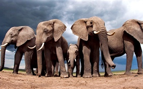 Des éléphants HD Fonds d'écran