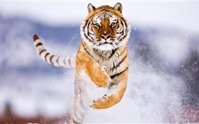 Tigre courant, neige, hiver