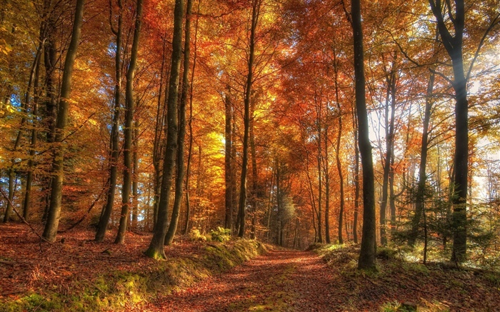 Arbres, forêt, automne Fonds d'écran, image
