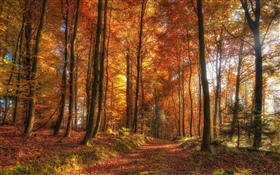 Arbres, forêt, automne