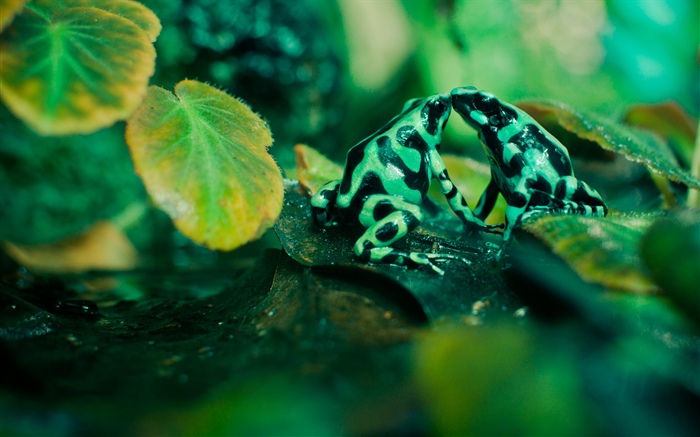 Deux grenouilles, feuilles Fonds d'écran, image