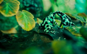 Deux grenouilles, feuilles HD Fonds d'écran