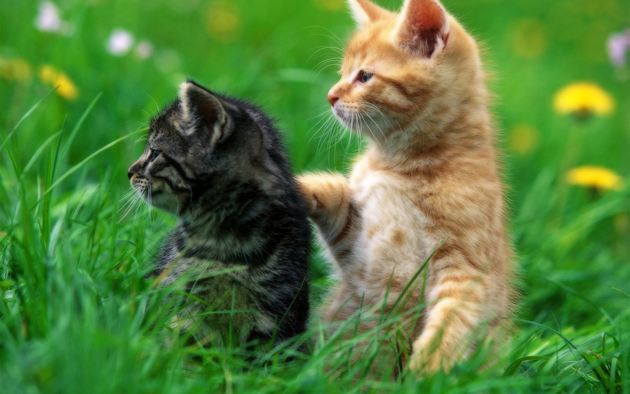 Deux chatons, herbe 1280x800 Fonds d'écran
