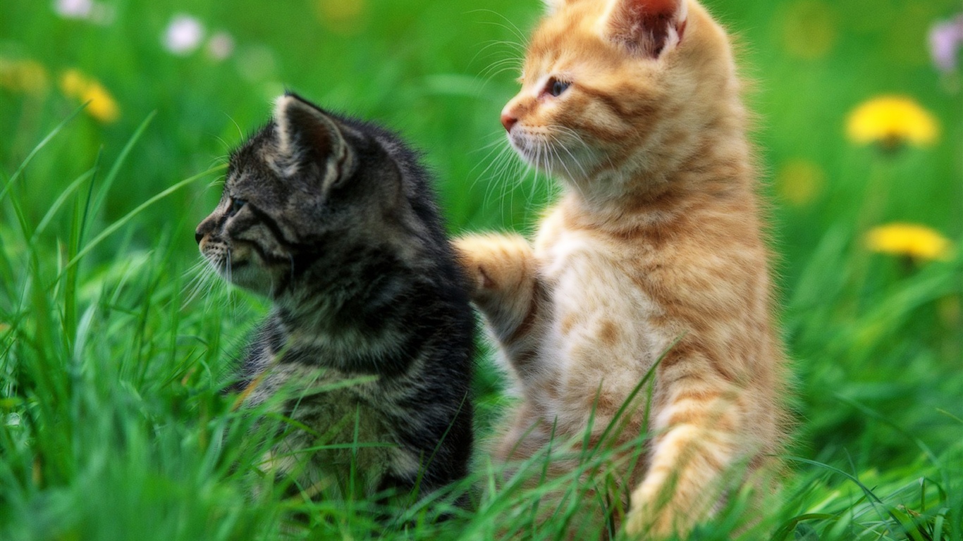 Deux chatons, herbe 1366x768 Fonds d'écran