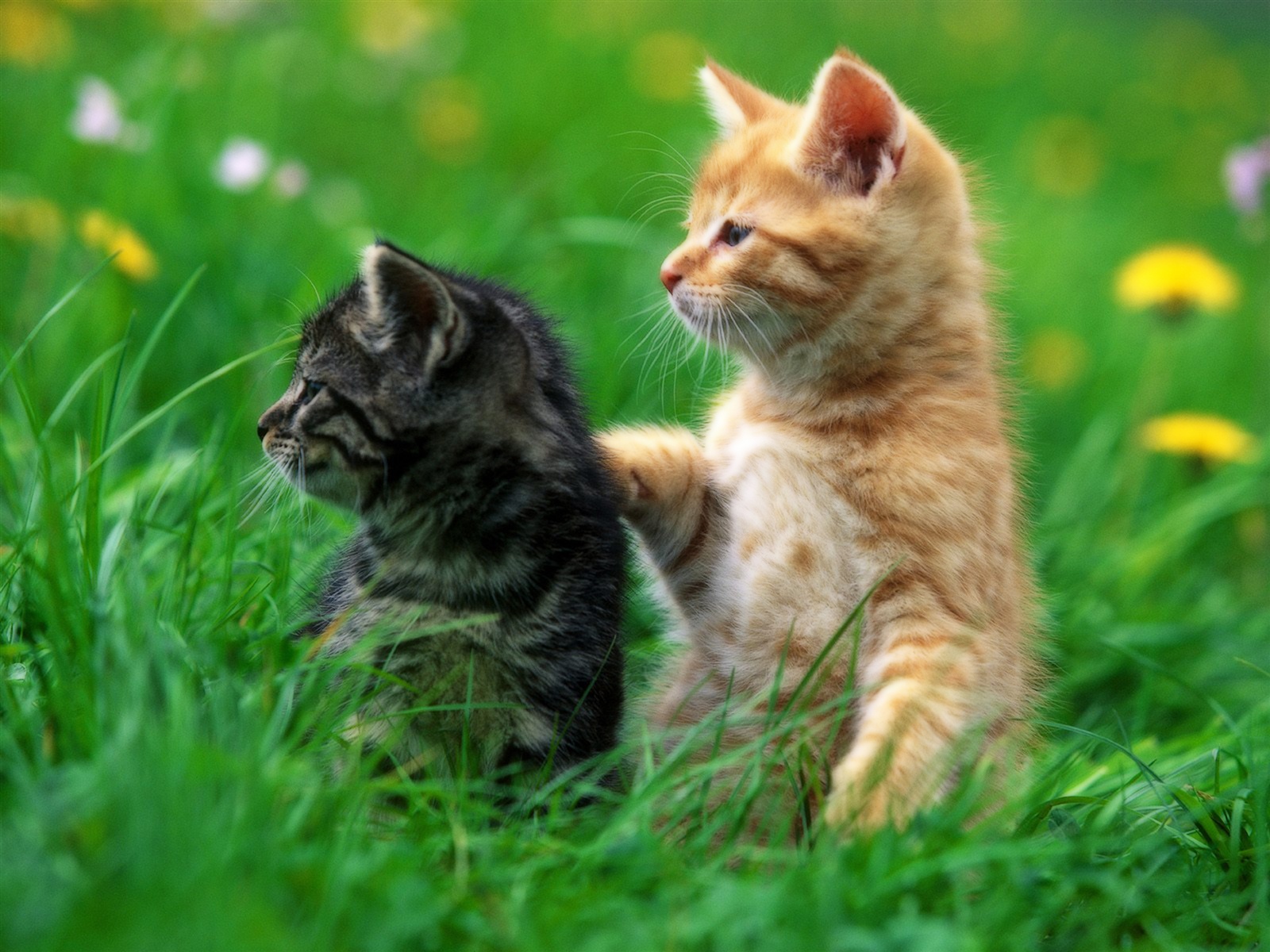 Deux chatons, herbe 1600x1200 Fonds d'écran