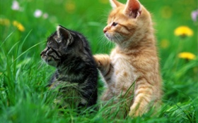 Deux chatons, herbe