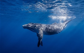 Baleine, sous-marine HD Fonds d'écran